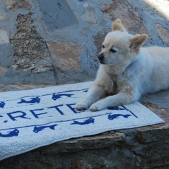 Елена Мелентьева, 08.05.1972, Санкт-Петербург