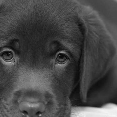 Андрей Ещев, Торез