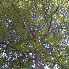 Мария Смирнова