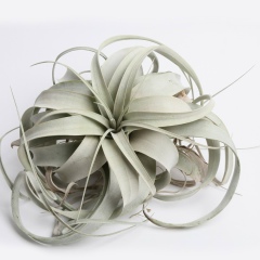 Алексей Зыбин, 16.08.1988, Berlin