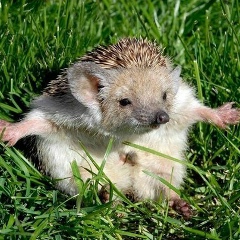 Павел З, Санкт-Петербург