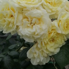 Людмила Людмила