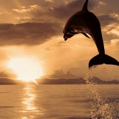 Рухшона Сайфутдинова-Исмаилова, 10.04.1995, Ташкент