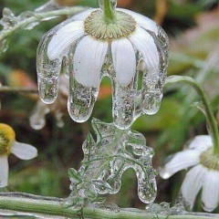 Светка Комкова, Великий Новгород