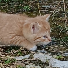 St Viktoriya, Москва