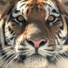 Сергей Тихонин, Новороссийский