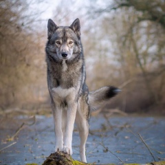 Дмитрий Бережной, 14.02.1990, Павлодар