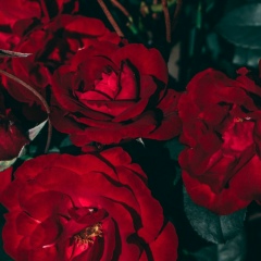 Кеша Ерова, Алматы