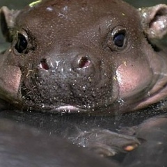 Sural Reeira, 13.12.1990