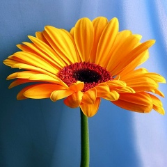 Gulmira Yegay, 11.05