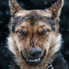 Виталий Коновалов, Аксай