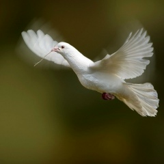 ခင္-သစၥာ ပိုင္, 02.02.1990, Taungup