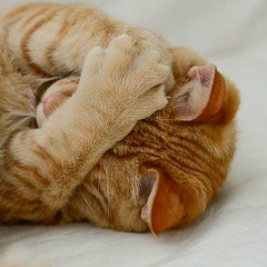 Анастасия Калиновская