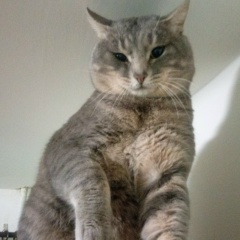 Алекс Лишний, 11.05.1901, Санкт-Петербург