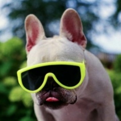 Влад Франков, Санкт-Петербург