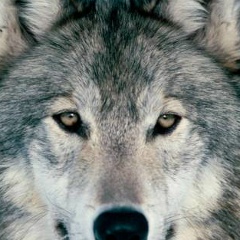 Сергей Бабушкин, 14.05.1979, Салават