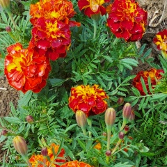 Анна Михайленко, Николаев