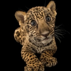 Сергей Нерода, 23.08.1981