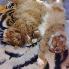 Гошарик Шелемов, 07.03.2001, Ижевск