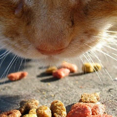 Евгений Румянцев, 04.02, Санкт-Петербург