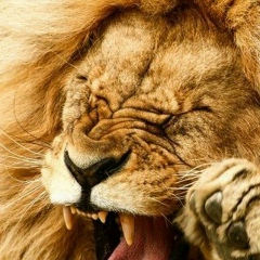 Alisher Tohirov, 24.01.1994, Чкаловск