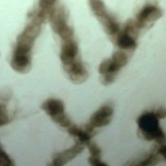 Цирк Шапито, 04.06.1987, Москва