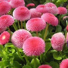 Маргарита Корчуганова, Кемерово