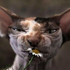 Oberst Hessen, 06.10.1919, Gamprin