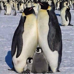 Иван Тупоногов, Ухта