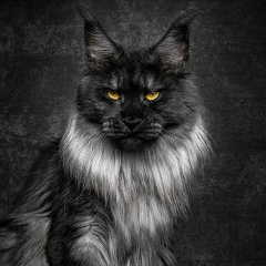 Мария Акулова, 15.11.1997