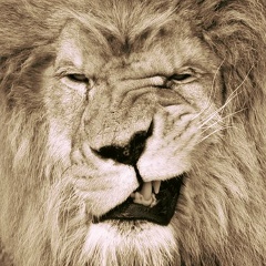 Айдын Баймухан, 02.05.1995, Алматы