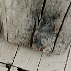 Андрей Бондарев, 08.08, Сатпаев