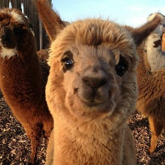 Елназ Гатиетова, 16.12.1996, Астана