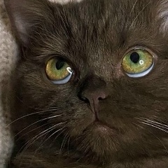 Маргарита Маргарита