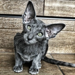 Max Ignatenko, 01.01.1911, Одесса