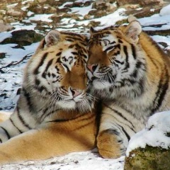 Dina Ovsyannikova, 07.06.1986, Самара