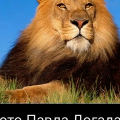 Павел Догадаев, Санкт-Петербург