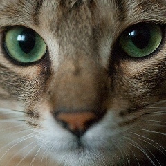 Виталий Калачёв, 21.05, Воронеж