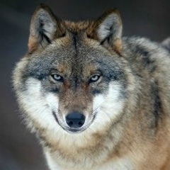 Zakir Sadikov, 18.03.1998, Алматы