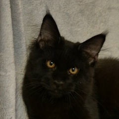 Анна , 29.11.1978, Санкт-Петербург