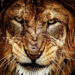 Magomedrasul Alibekov, 05.01, Санкт-Петербург