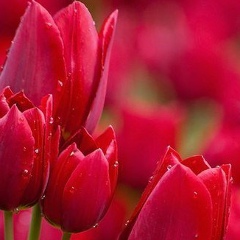 Гуля Мингажева, Москва