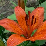 Екатерина Воронцова, Алматы