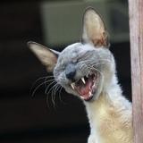 Денис Нисс, 01.04.1985, Балашиха