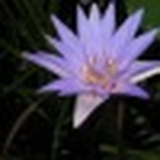 Іван Богоніс, 10.07, Копычинцы