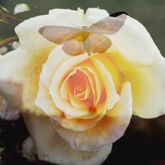 Aksultan Az, Genève