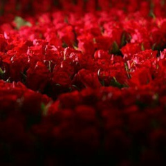 Ирина Кошик, 03.06, Львов