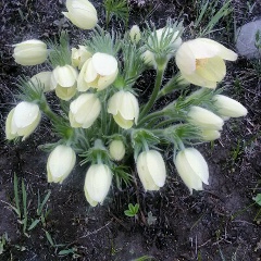 Ева Гербер, 24.08.1901