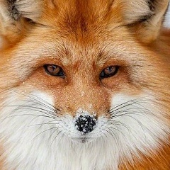 Ирина Яковлева, 28.02, Санкт-Петербург