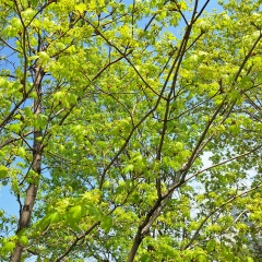 Евгений Шишов, Москва